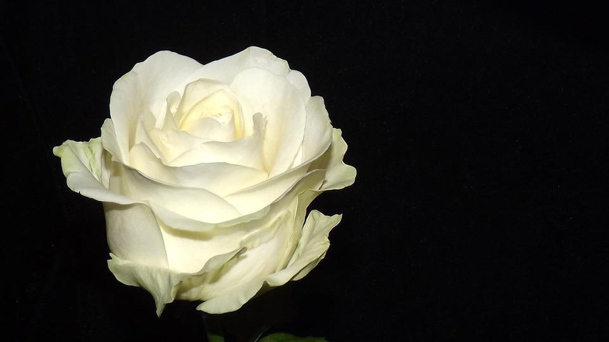 witte roos op zwarte achtergrond